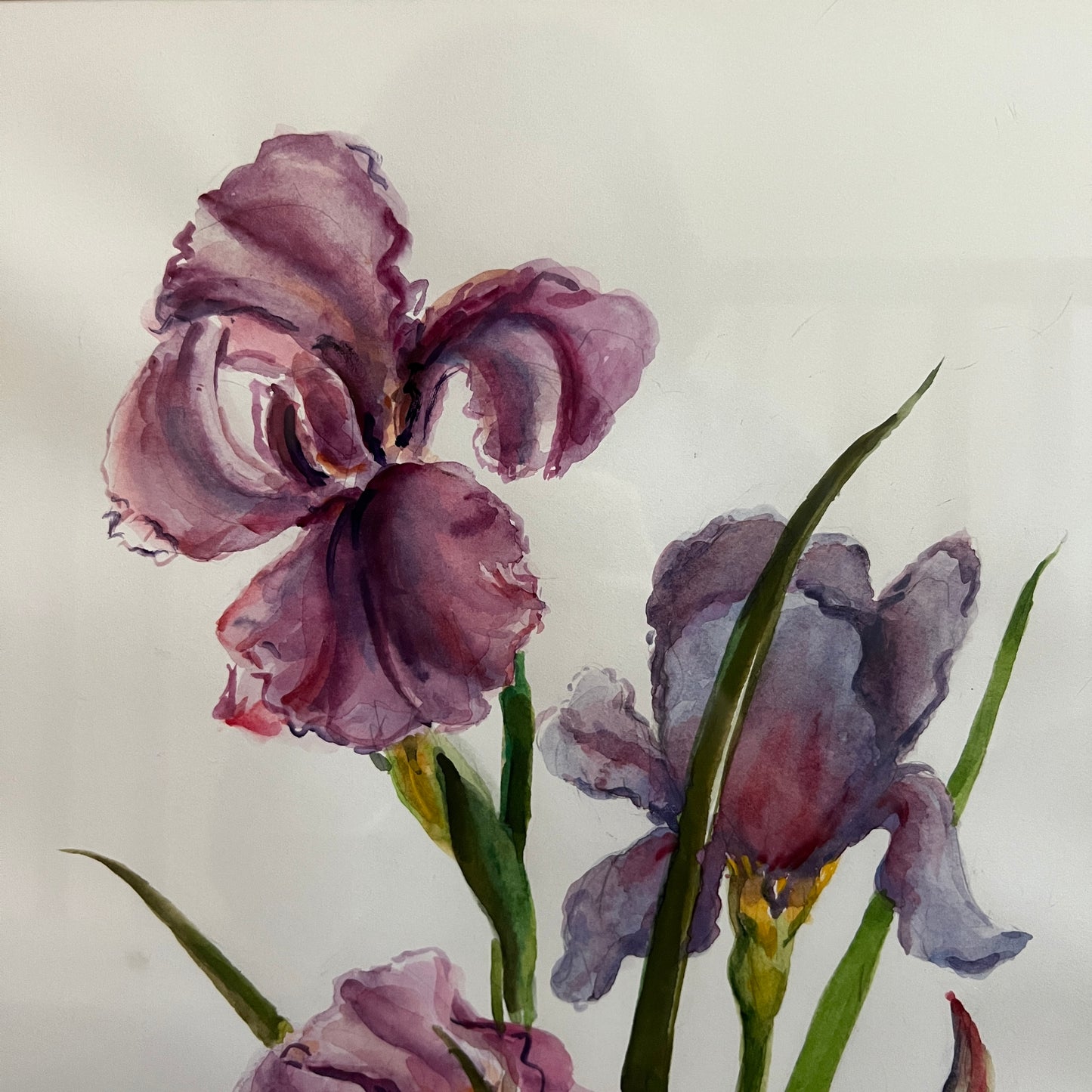 Framed & Signed Iris Watercolor by C. Small