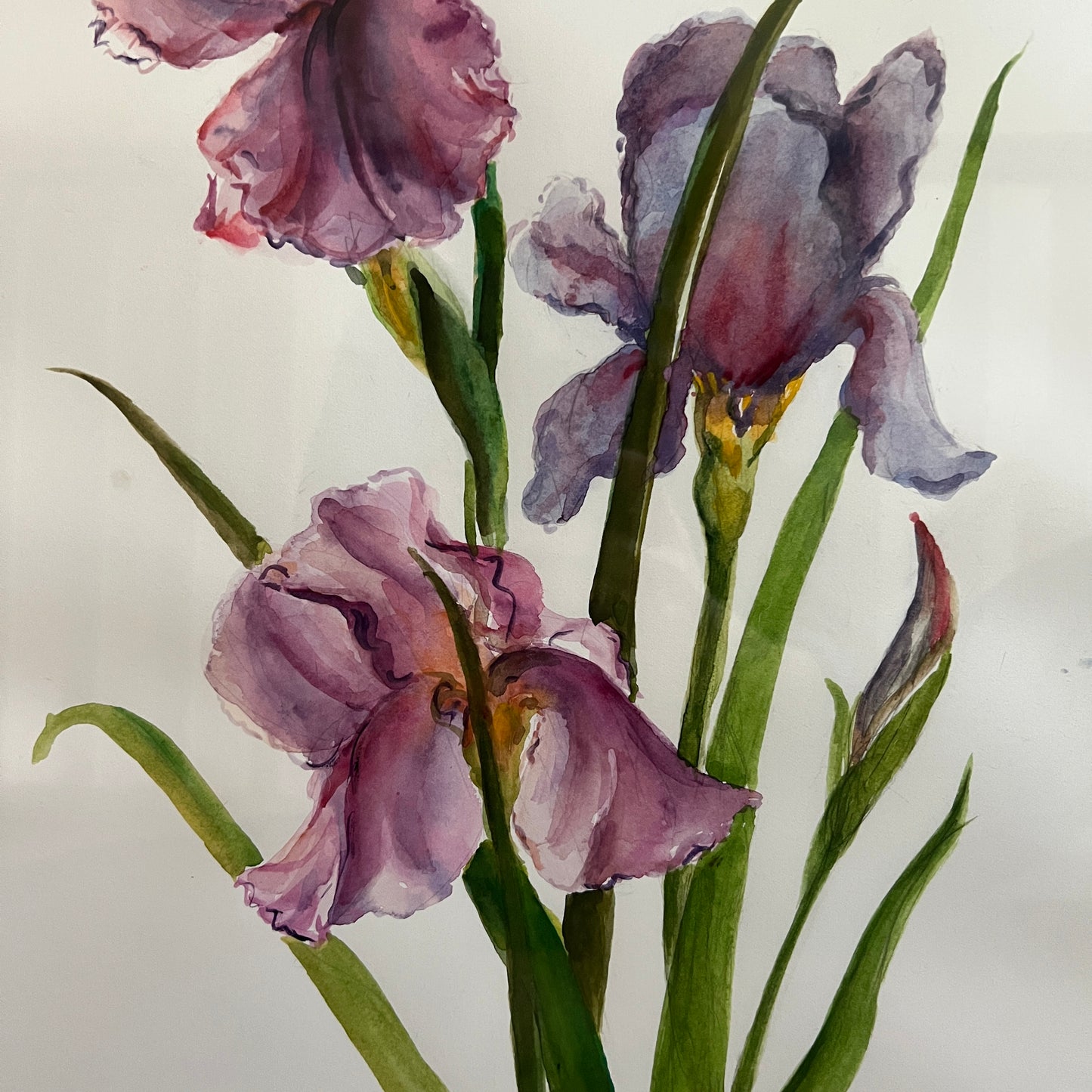 Framed & Signed Iris Watercolor by C. Small