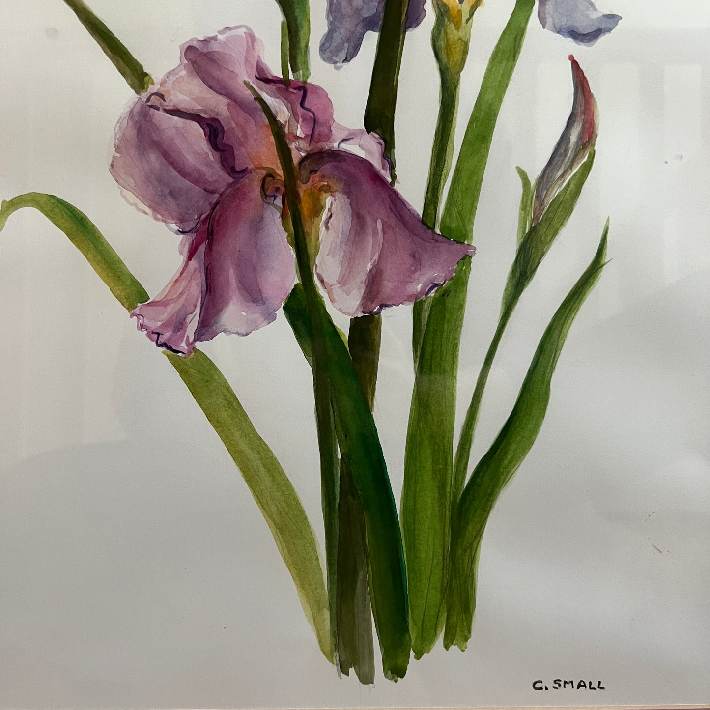Framed & Signed Iris Watercolor by C. Small